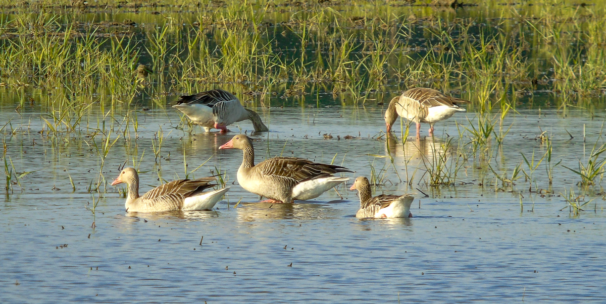 Tellus Group - produzione di riso in Europa