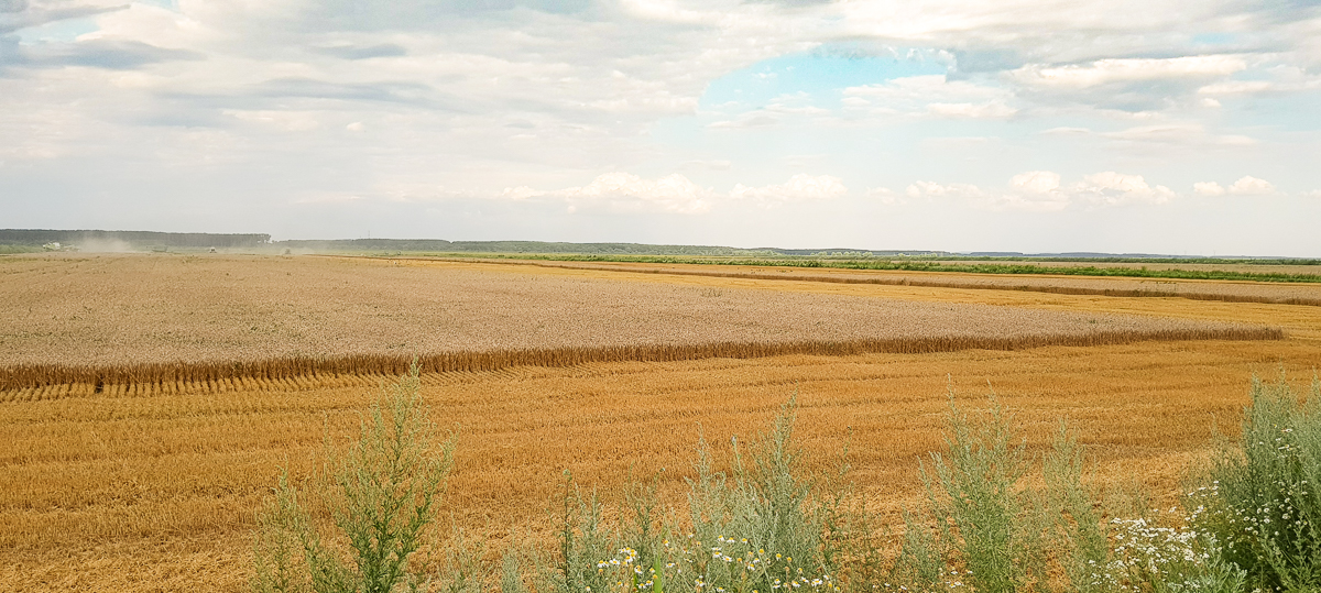 Tellus Group - produzione di riso in Europa