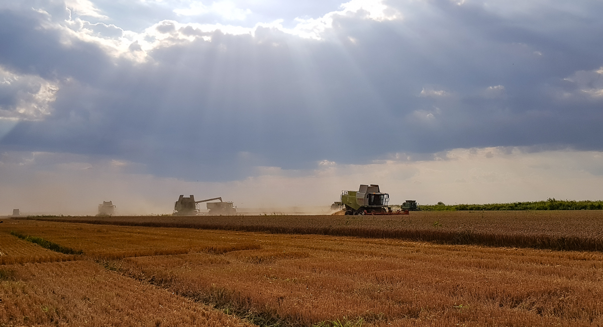 Tellus Group - produzione di riso in Europa